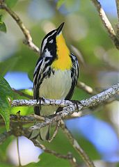 Yellow-throated Warbler